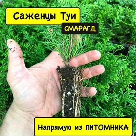 Саженцы туи опт