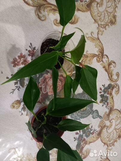 Антуриум зизу