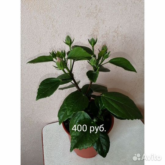 Гибискус, китайская роза