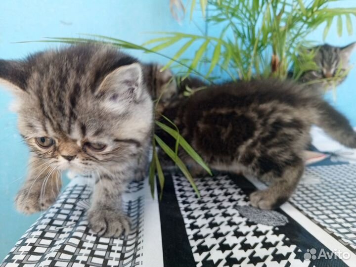 Британские котята