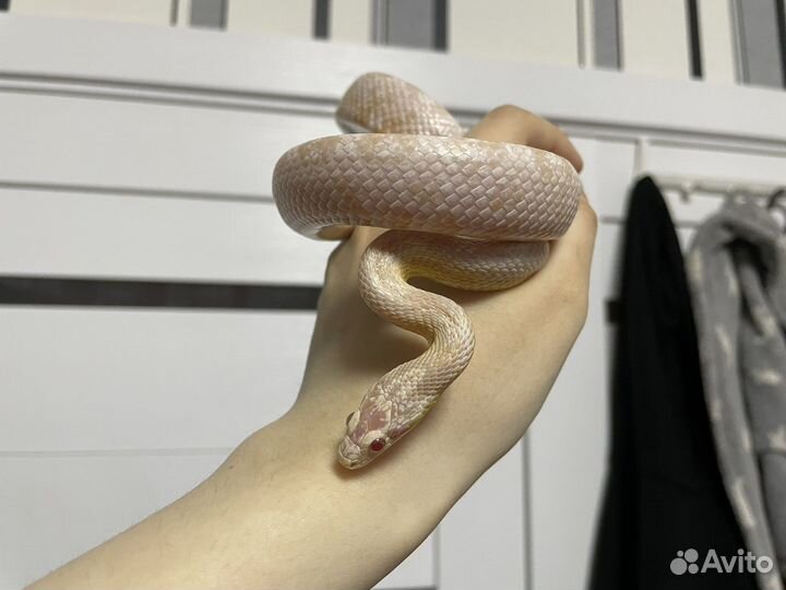 Продаются полозы