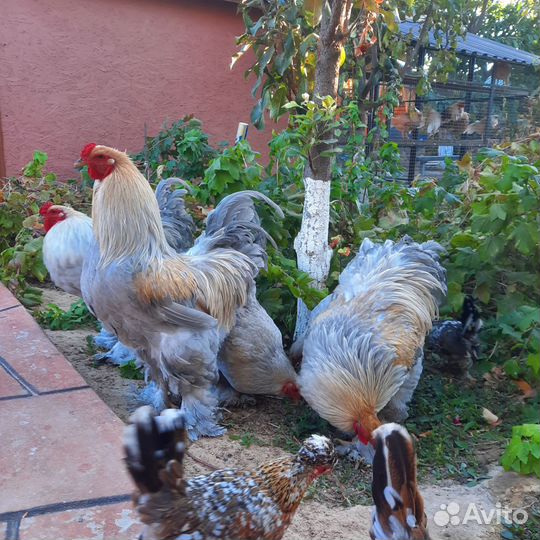 Петух брама изабела