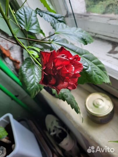 Гибискус китайская роза