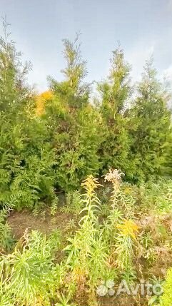 Туя Брабант 3м от 50шт