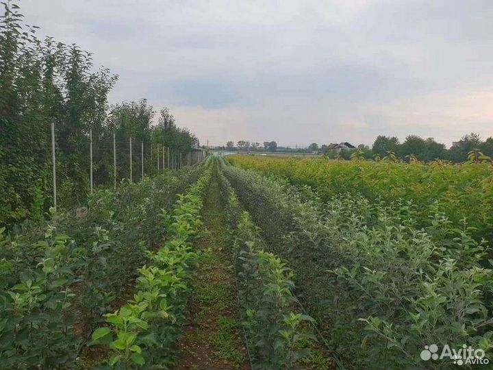 Садовый Центр,собственный питомник