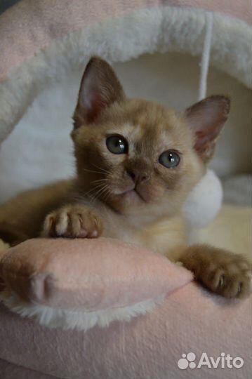 Бурманская