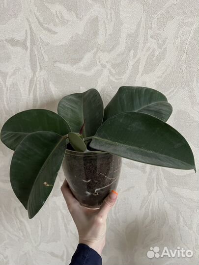 Комнатные растения Фикус