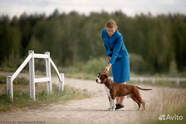 Профессиональный хендлер