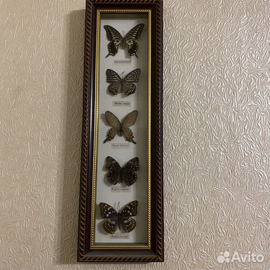 Коллекция бабочек с Крыма
