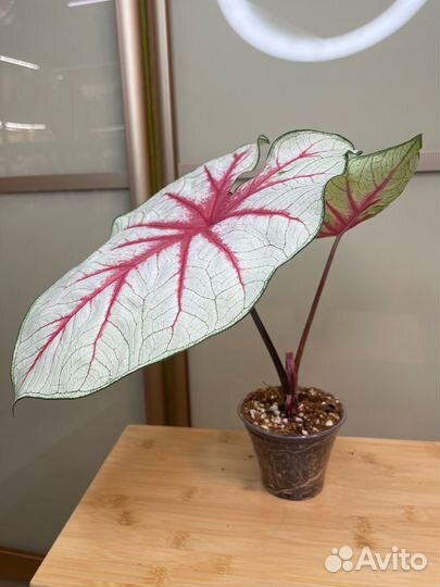 Caladium Fiesta