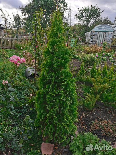 Туя смарагд