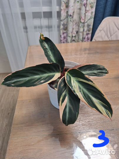 Строманта триколор