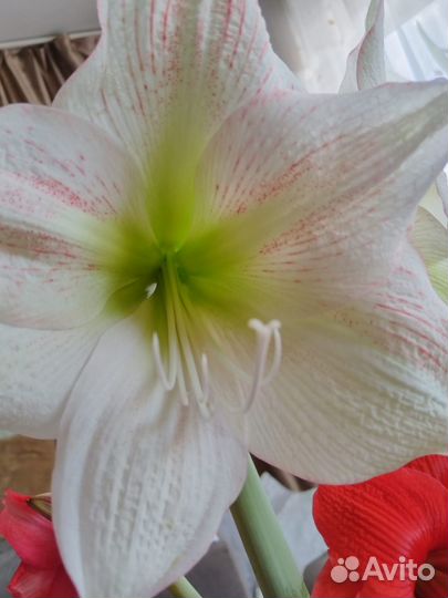 Гиппеаструм белый с красными точками, детки