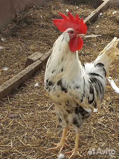 Инкубационное яйцо леггорн долматинец