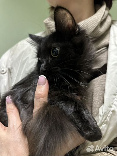 Котенок девочка 5 мес