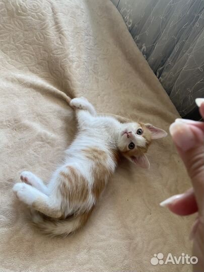 Котята в добрые руки бесплатно