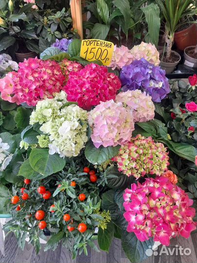 Комнатные растения