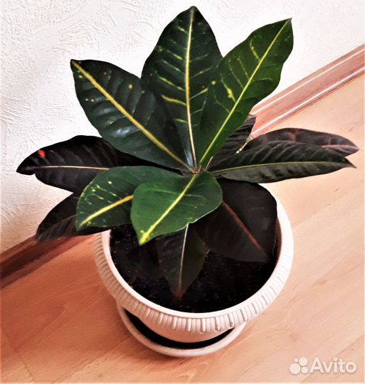 Продам кодиеум