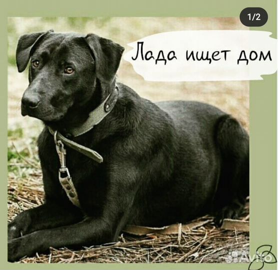 Метис лабрадора