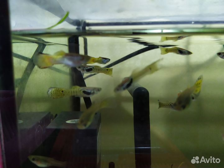 Пецилии, гуппи