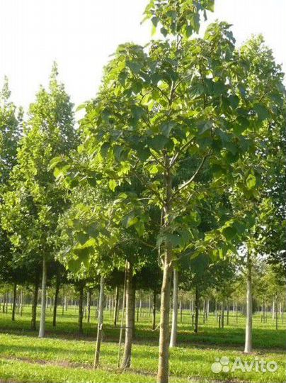 Павловния войлочная зкс