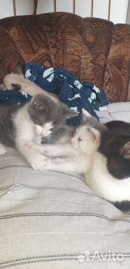 Котята в добрые руки москва