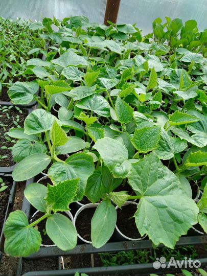 Рассада огорцы,помидоры,перец,баклажан,капуста