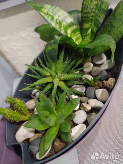 Комнатные цветы