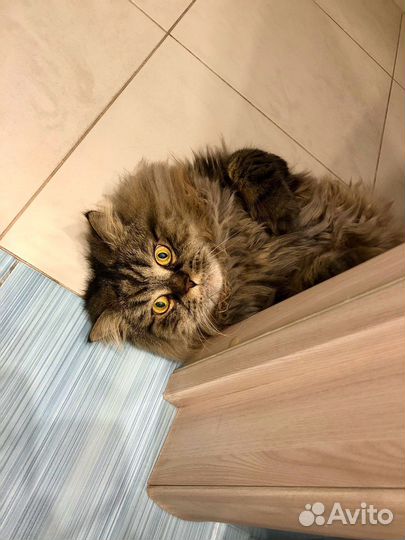 Передержка домашних котов, кошек и котят