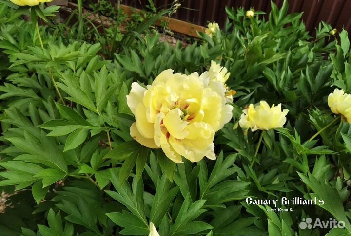 Пионы Мистер Эд, Сорбет, Канари Бриллиантс, Алекс