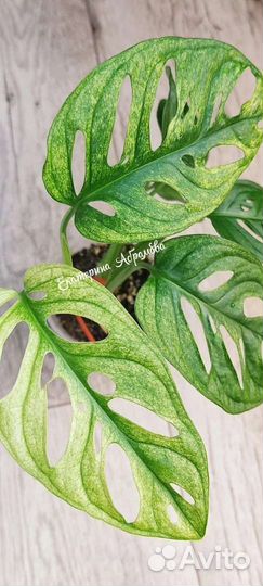 Монстера Адансона вариегатная