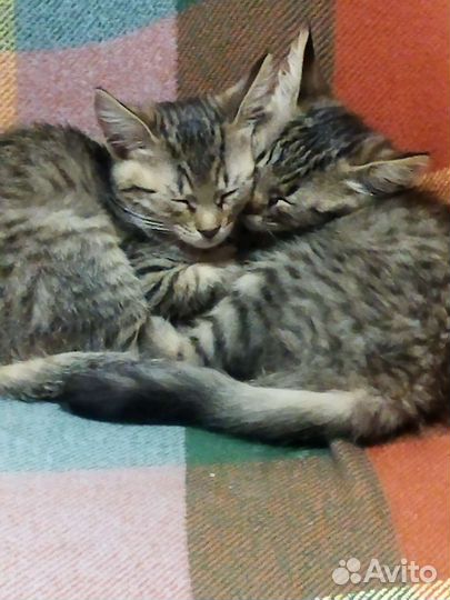 Котенок-девочка две очаровашки в добрую семью