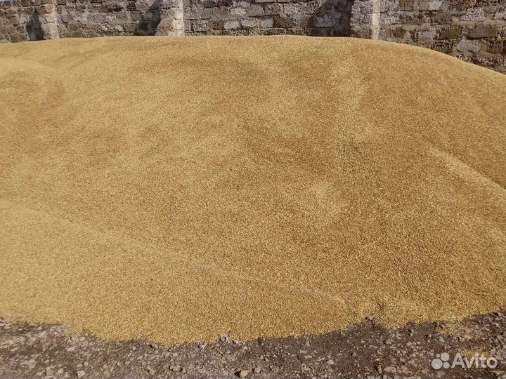 Ячмень,пшеница