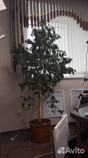 Фикус бенджамина большой