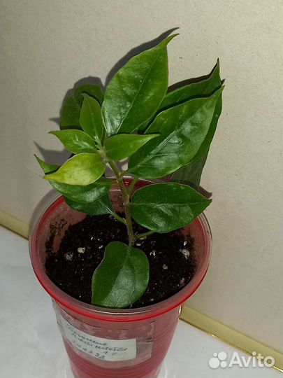 Комнатные растения