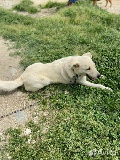 Собака кабель умный 2 года