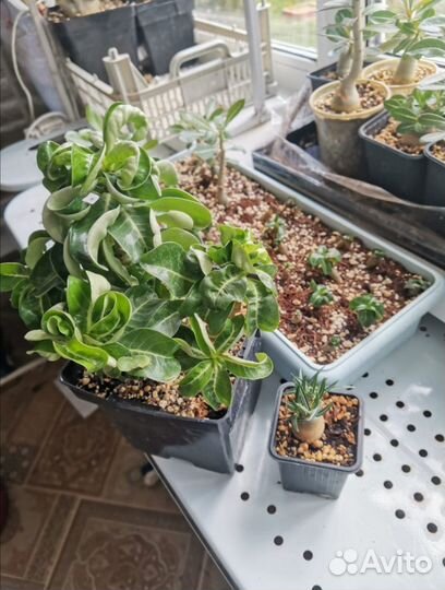 Адениумы dorset horn барашки