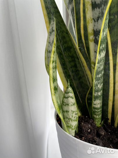 Сансевиерия лауренти сортовая