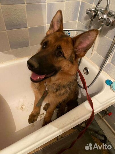 Зоогостиница для животных