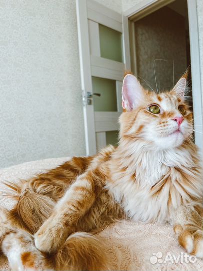 Отдам кошку породы мейн-кун