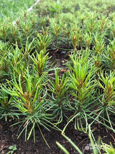 Сеянцы кедра сибирского