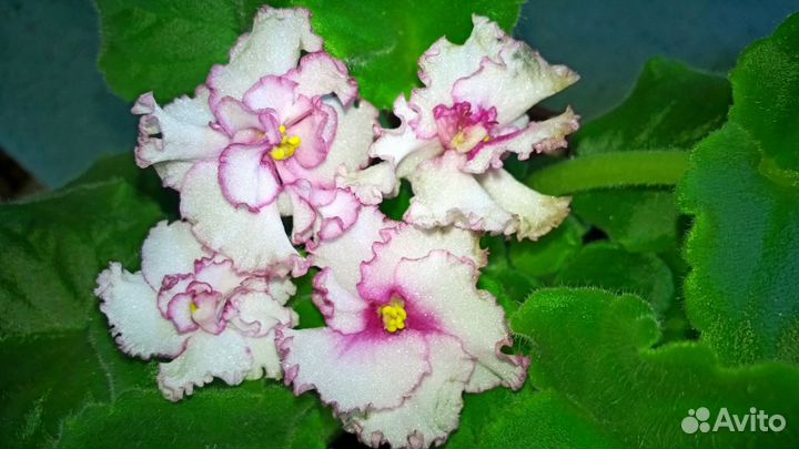 Фиалки 2018, черенки, пасынки, детки