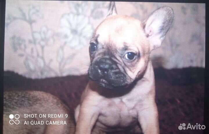 Французский бульдог щенки