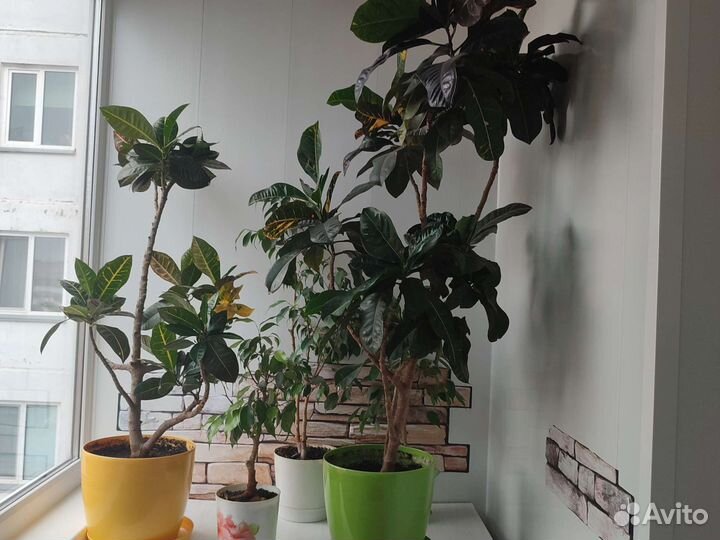 Продам цветы комнатные