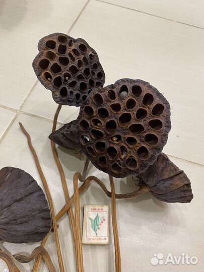 Коробочки лотоса