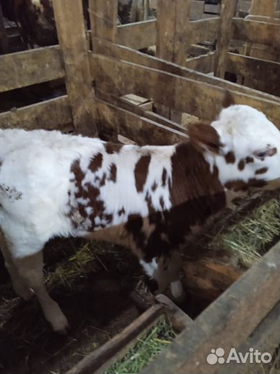 Продаются телочки- Айширки