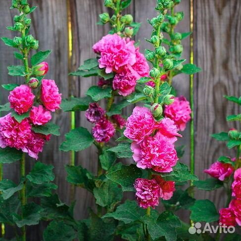 Шток-роза (мальва)