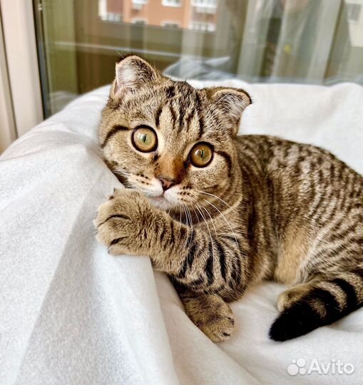 Маленькая полосатая вислоушка Энни в добрые руки