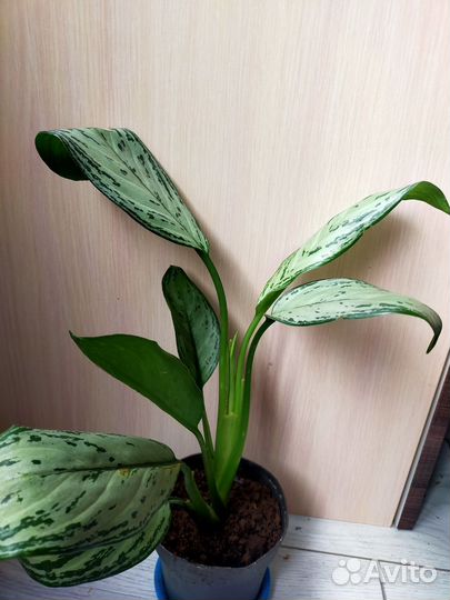 Аглаонема Сильвер Квин