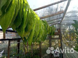 Рассада табака курительного
